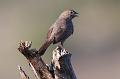 Canyon Towhee FtDavis Aug08 157